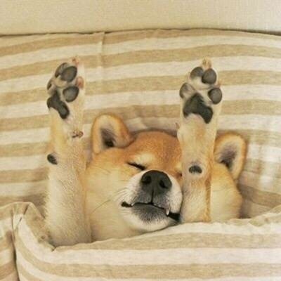 柴犬表情包,早上起床时的你