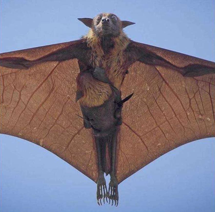 世界最大蝙蝠,两翼长达1.5米,遭多个国家扑杀,加速狐蝠消亡