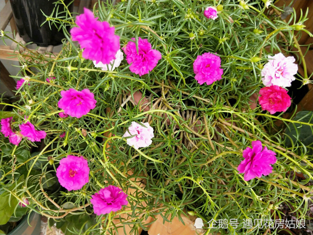 太阳花,花卉,开花,高颜值,半枝莲