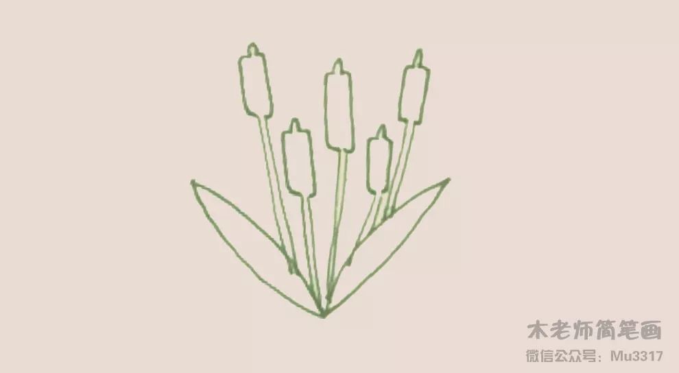 木老师简笔画-香蒲