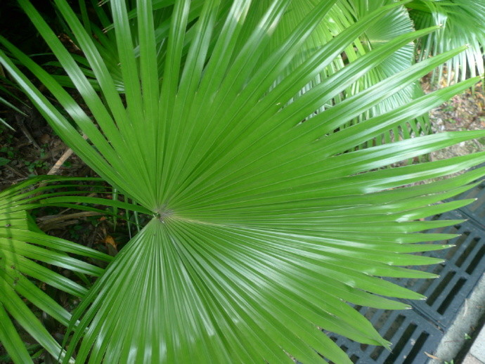 蒲葵,植物,叶子,扇子