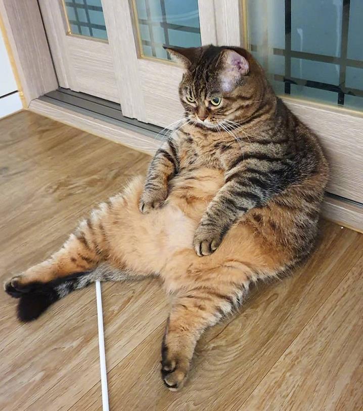 猫长胖了会是什么画面?坐姿睡姿都很独特,网友:最好不