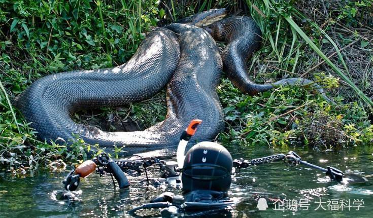巴西亚马孙河最危险的四种水族动物,巨森蚺无疑是超级