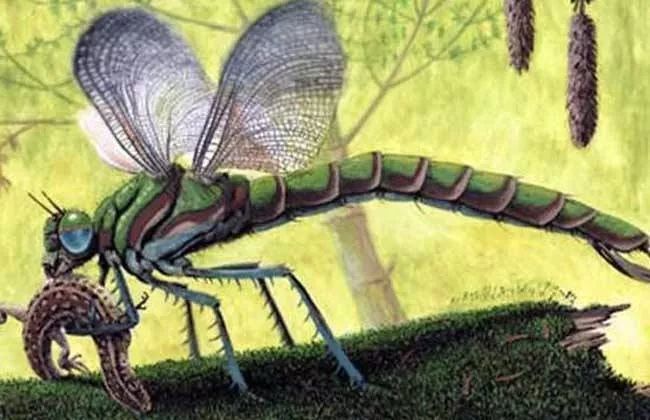 1.5亿年前的巨型昆虫时代:蜻蜓大到可以吃人