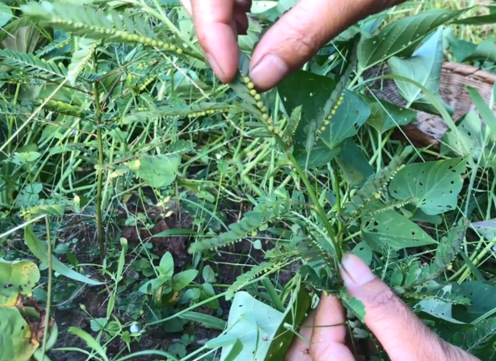 一种会长珠子的"含羞草",碰一下叶子就会闭合,其药用用途甚广