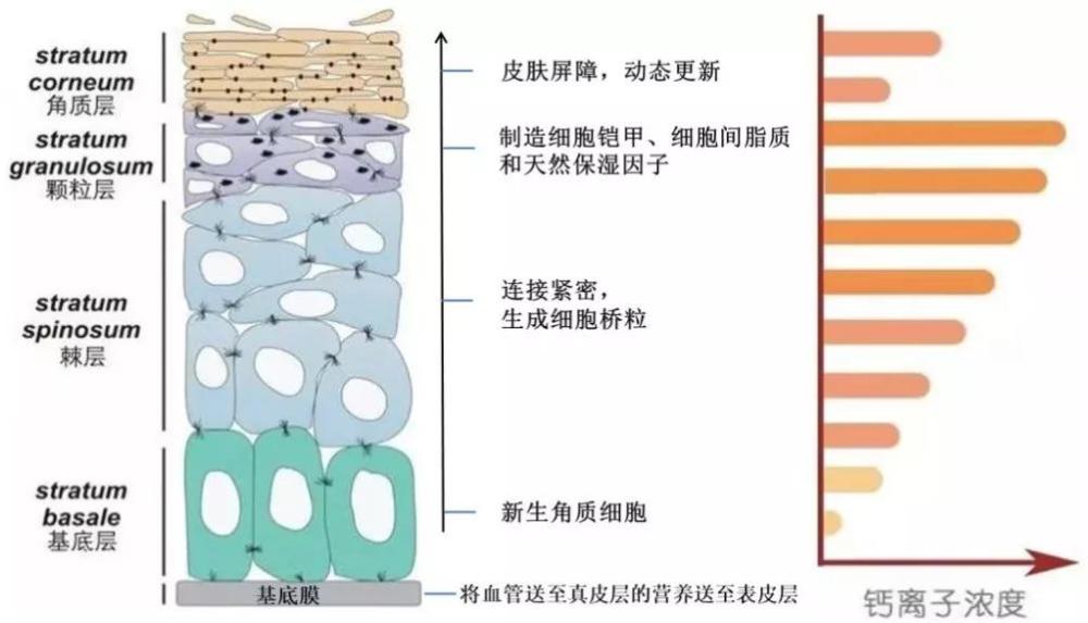 表皮层细胞生长过程和钙离子浓度梯度示意图