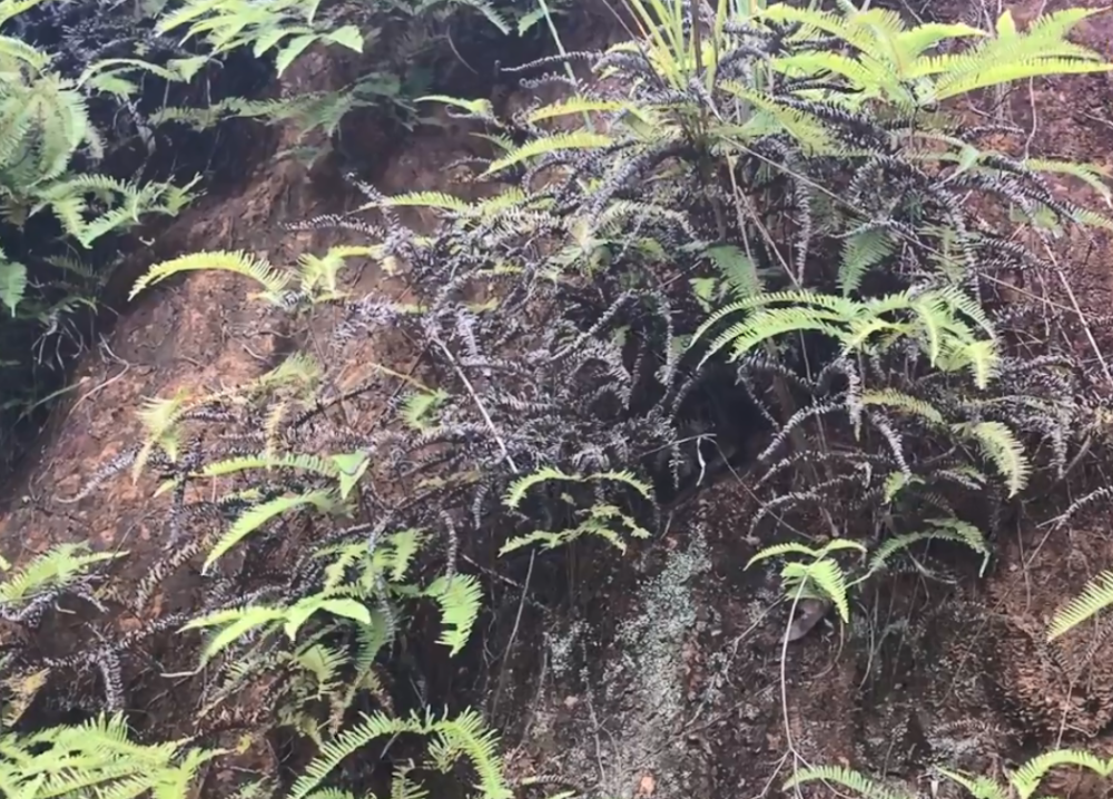 农村,野草,芒萁,草药,治烫伤