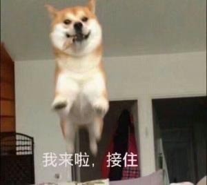 柴犬表情包无水印动态