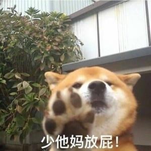 柴犬表情包无水印动态