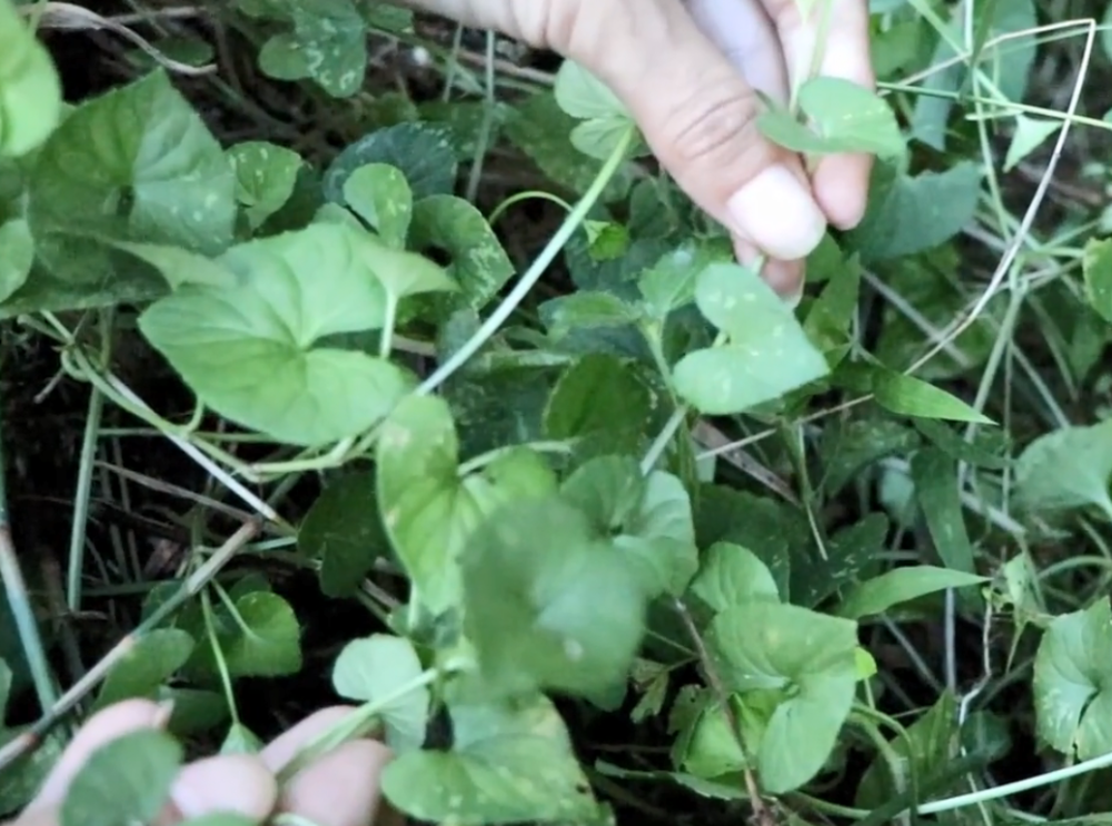 野草,植物,农村,如意草,草药