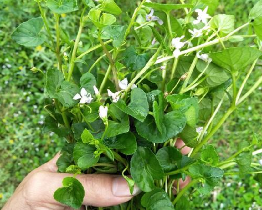 野草,植物,农村,如意草,草药