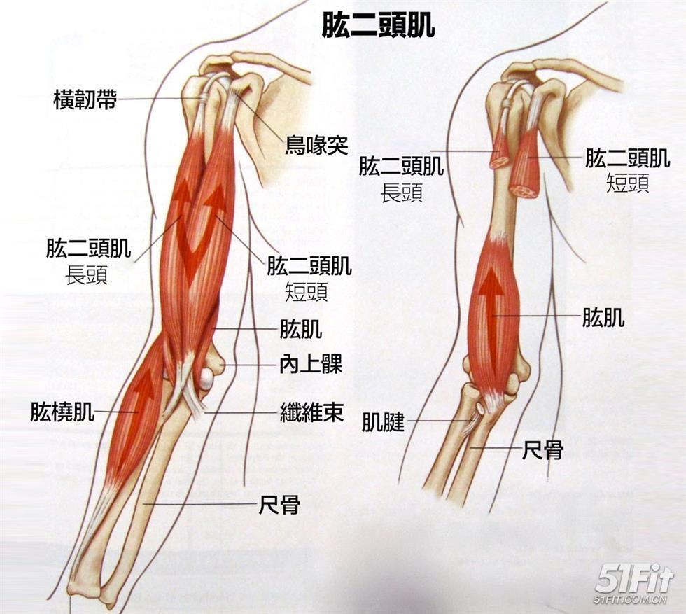 以下介绍三种训练肱二头肌方式,可以增加我们下肢股二头肌的肌肉力量