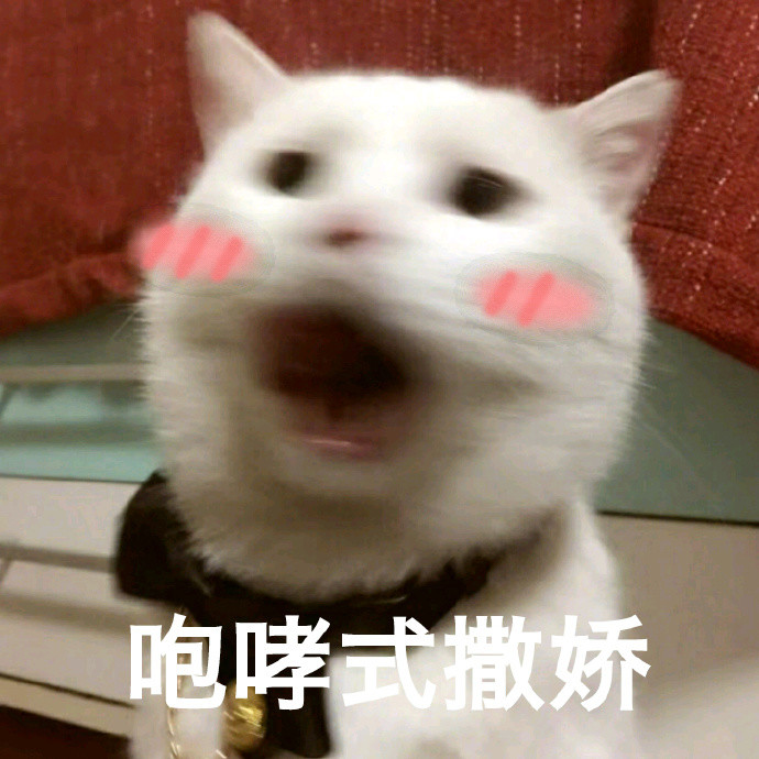 猫咪表情包:咆哮式撒娇