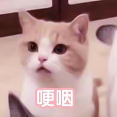 猫咪表情包:静静看着你