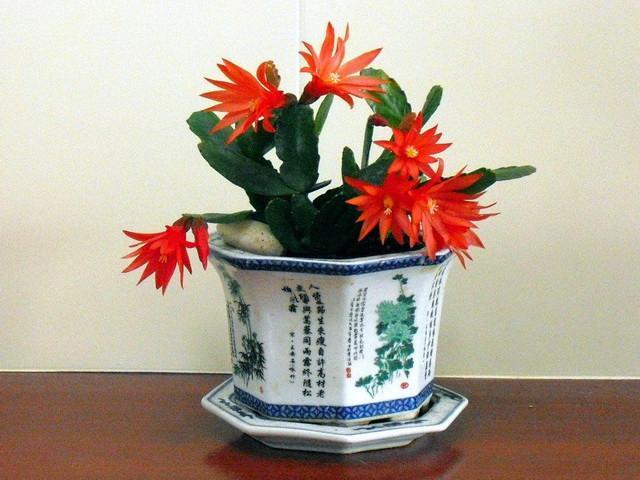 假昙花,昙花,花苞,植物,开花,花盆