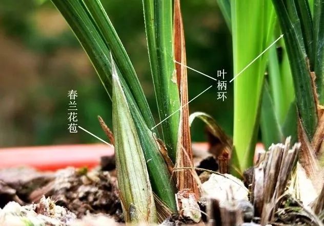 种植兰花如何出壮苗,壮花苞?这个实用小技巧,可能你用