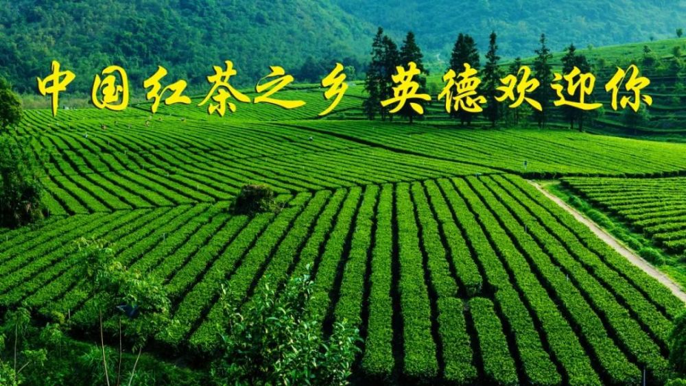 今年, 英德红茶成功出口60周年 第十五届中国茶业经济年会也将在英德