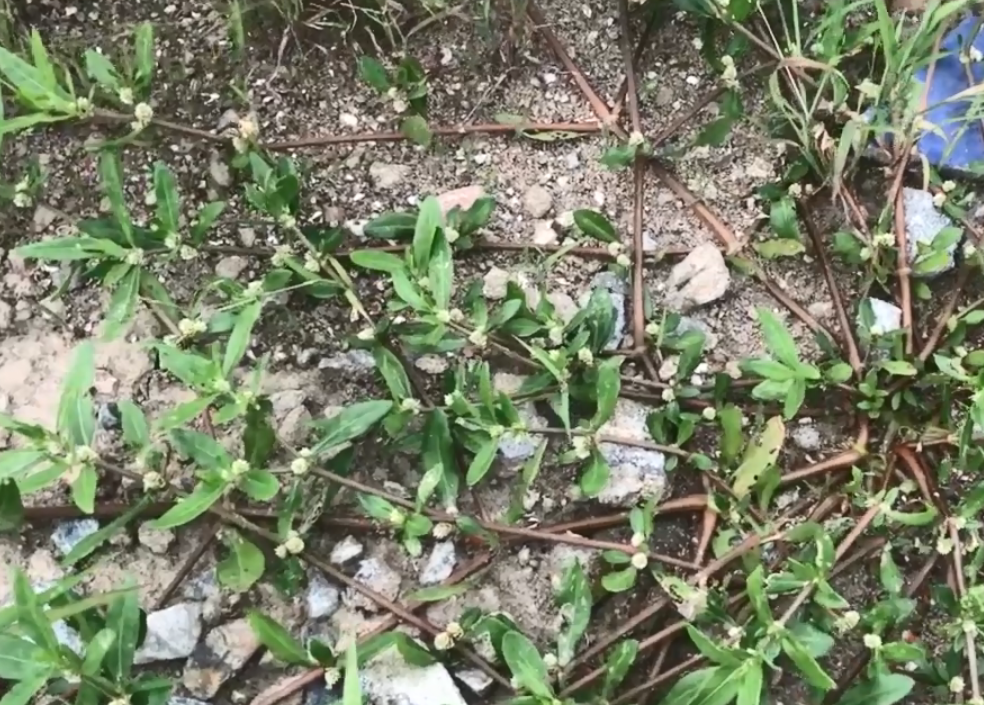 野菜,墨旱莲,满天星,农村,草药