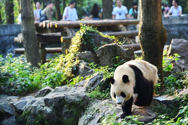 动物园大熊猫新萌宠,初来圈粉无数