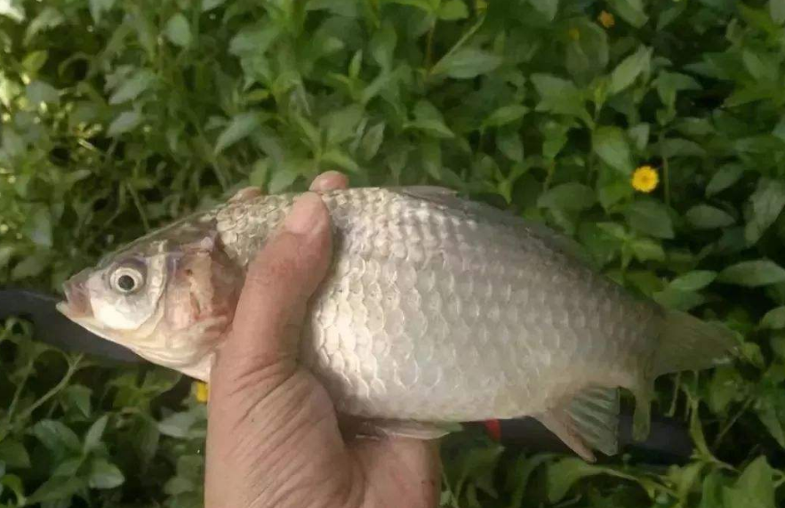 初秋鲫鱼怎么钓,5个秋钓鲫鱼经验,让你野钓鲫鱼鱼获翻倍