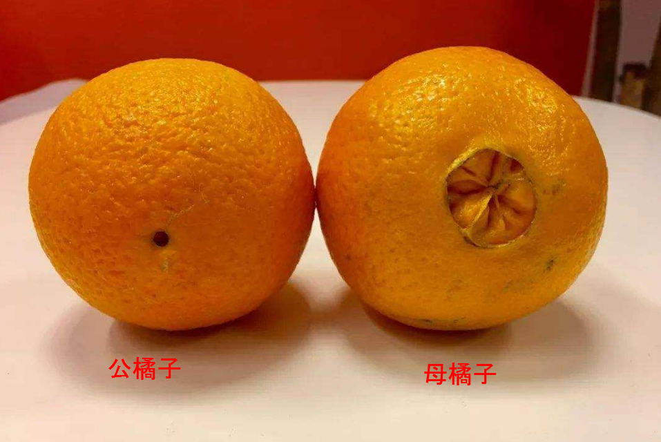 橘子也分"公母"?教你正确挑选橘子的方法,皮薄汁多甜入心扉