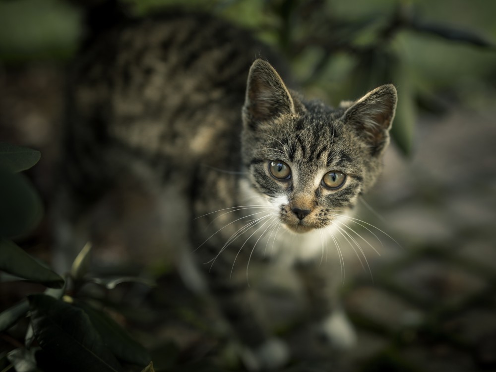 神采奕奕的猫咪,真的是神采飞扬惹人喜欢