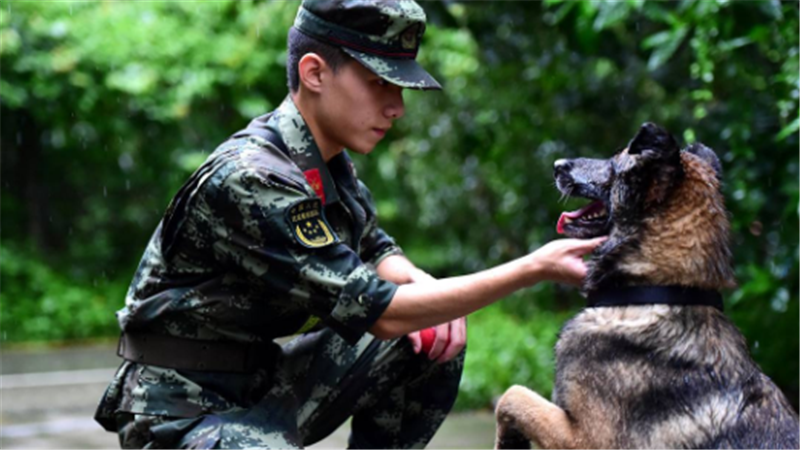 各国退役军犬的归宿,英国安乐死,美国有很大改进,我国