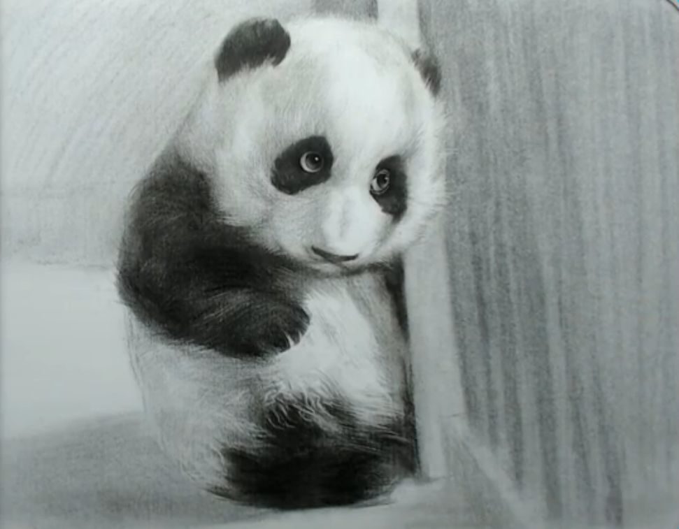 素描动物 可爱的熊猫