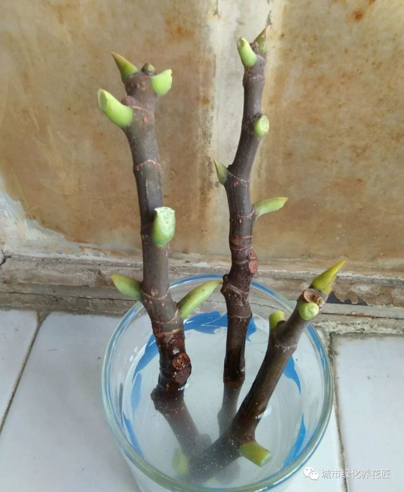 无花果水培繁殖难生根?教你一招10天生根的方法,试过的都说好