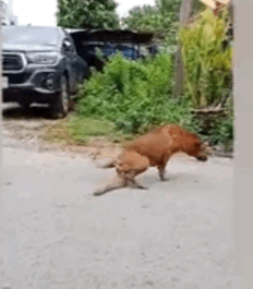 你看这条狗,像不像街边乞讨的骗子