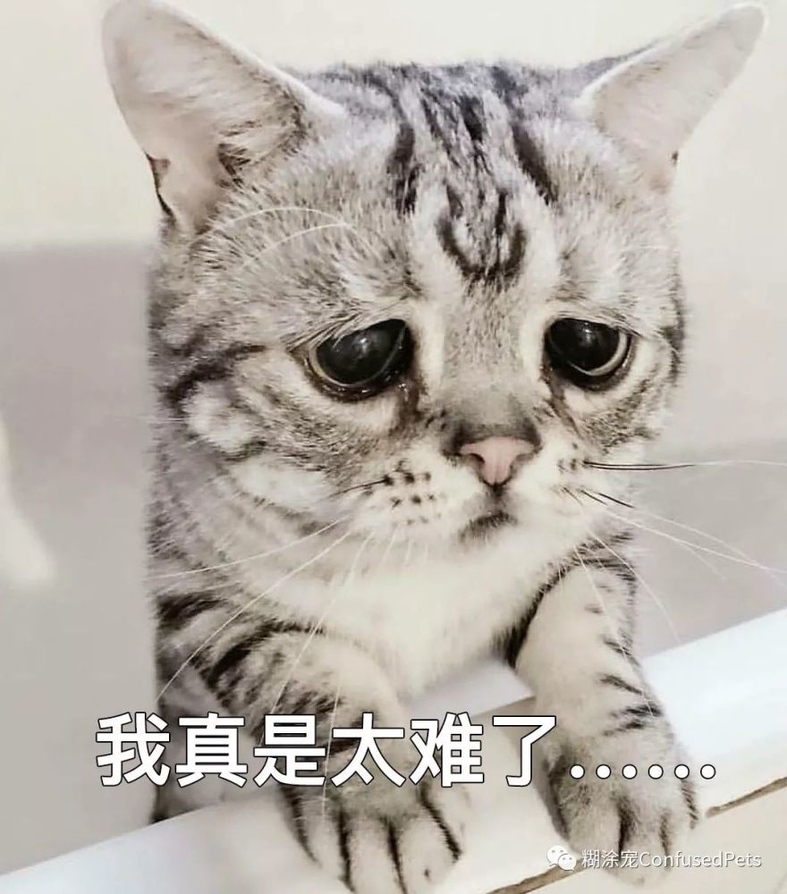可爱的萌宠改变心情呀~ 一起来看看超搞笑的猫咪趣图和自制表情包吧