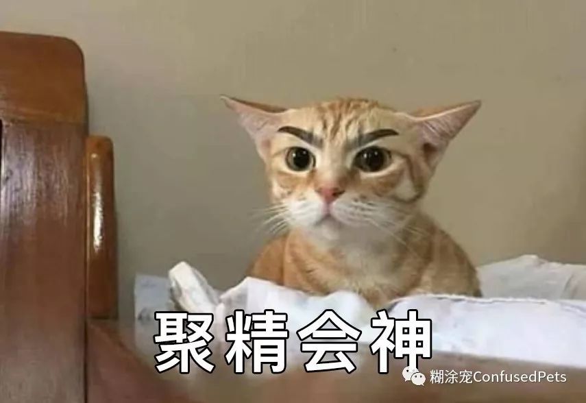 爆笑猫咪趣图 表情包又来啦,开心一下吧