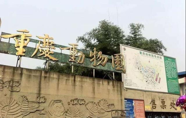 8,中国仅存的2只云豹都在重庆杨家坪动物园
