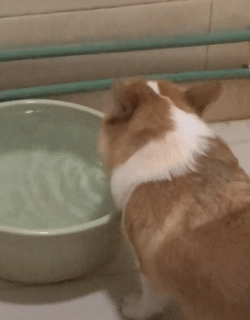 maysallen它年纪大了我尽量不和它吵架原本我以为狗子这么可爱的动物