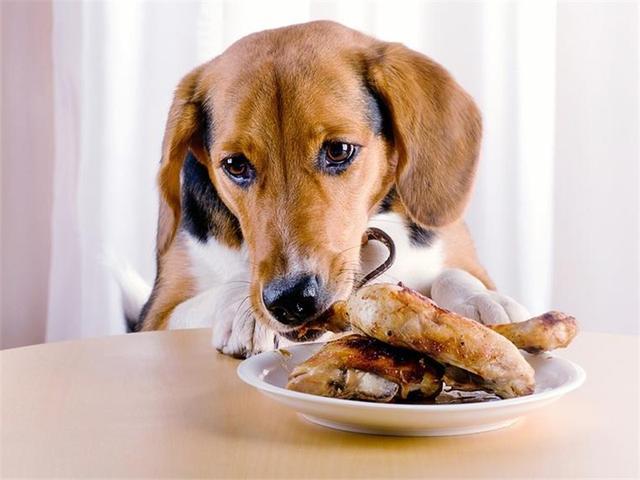 随便给狗狗吃骨头,小心狗狗肠胃受损甚至腹泻