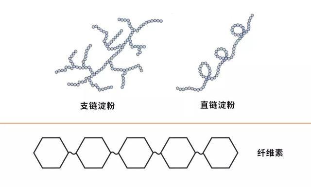 多糖主要有淀粉,纤维素和糖原等,一般没有甜味.