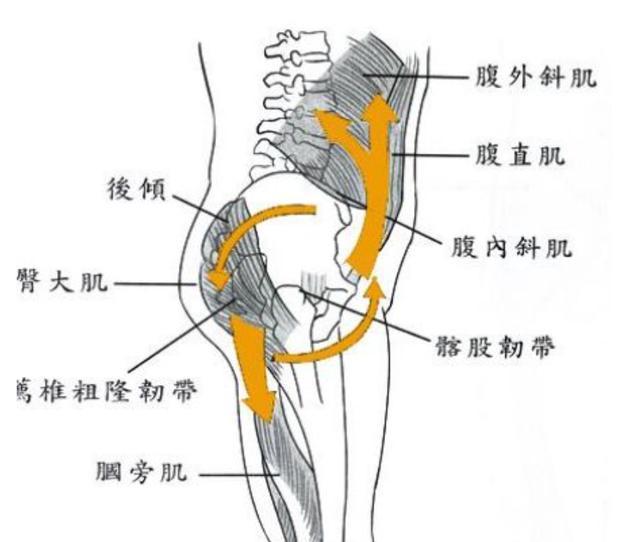 影响我们脊柱平衡的秤砣-骨盆