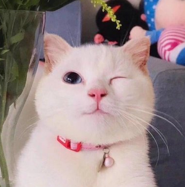 软萌·搞怪·萌宠头像:百炼成精,淡定从容