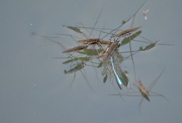 农村一种会"水上漂"的虫子,到底是什么?是益虫还是害虫?