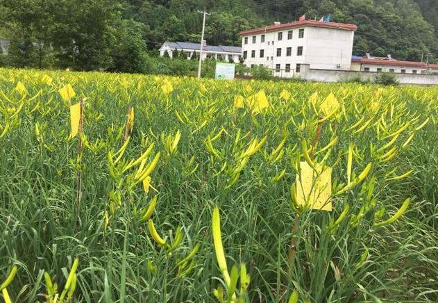 黄花菜采摘后,掌握4个管理技巧,来年开出更多花,产量更高