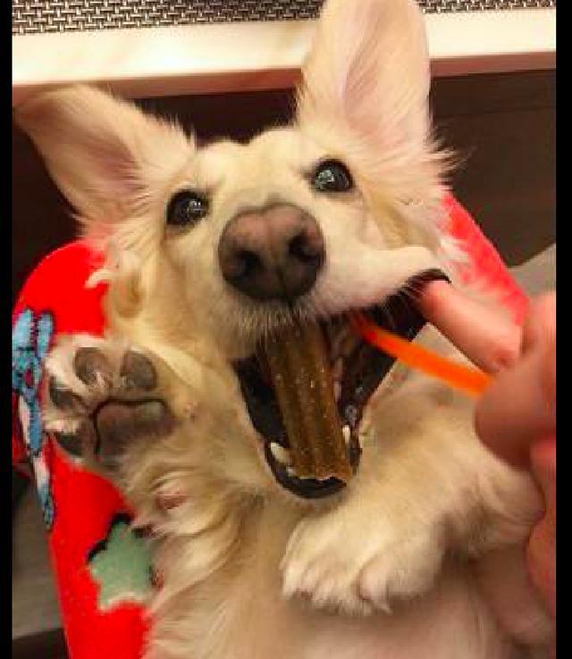 主人给狗狗刷牙,它很配合张开嘴巴露出牙齿,别人家的狗啊!