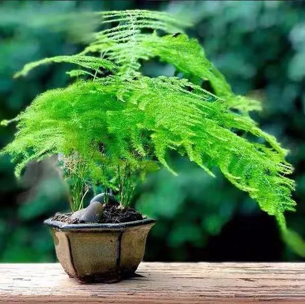 文竹,叶子,盆栽,黄叶,植物