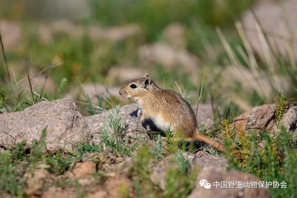 小沙鼠属:gerbillus;索马里侏儒沙鼠(单种属):microdillus;沙鼠属