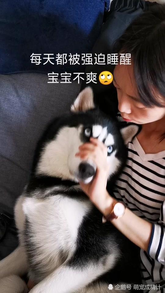 新一季哈士奇经典爆笑表情大图来袭,桀骜不驯已是常态