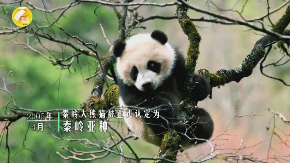 大熊猫,佛坪县,秦岭,陕西,裴蕾