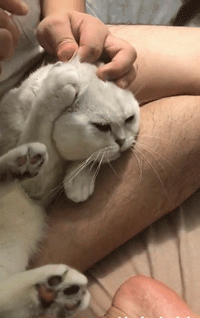 主人给猫咪掏耳朵,结果猫咪露出了比二哈还二哈的表情!