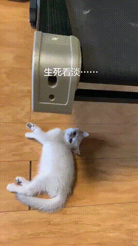 如果猫咪作死一次，减一条命，算算你家猫还有几条命？