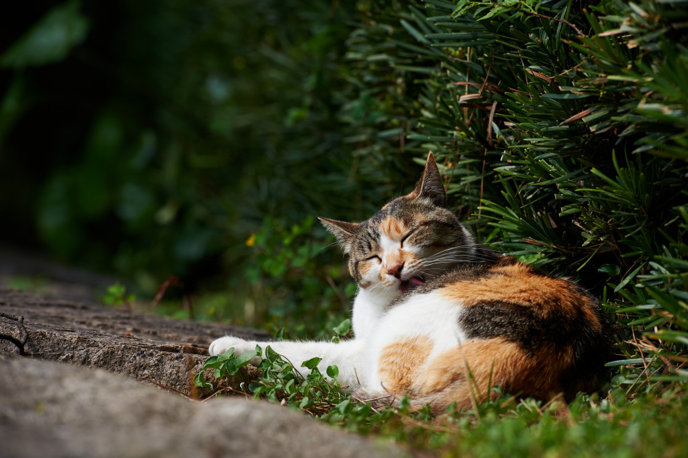 悠闲午后的慵懒猫咪,很惬意!