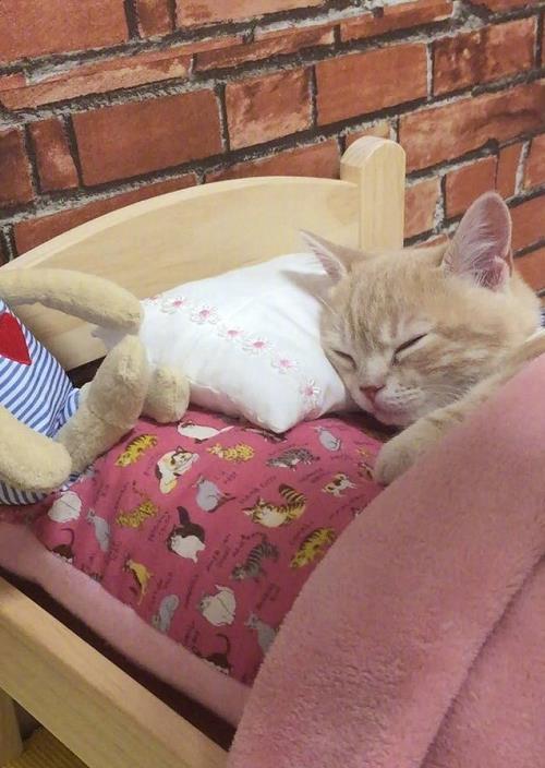 网上晒了一组小橘猫睡觉的照片,抱着娃娃太可爱!但是这床还得换