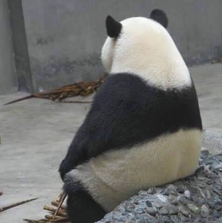 这有个团团,可怜无助又肥胖,熊猫:别拍我,我再思考猫生